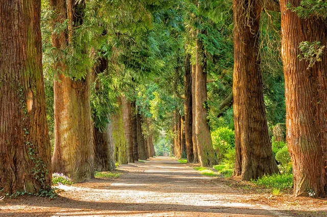 avenue, trees, tree lined avenue, trees, tree lined