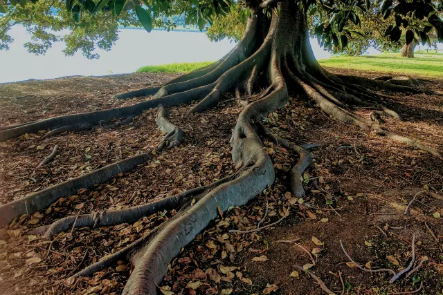 Tree with large roots Tree with large roots