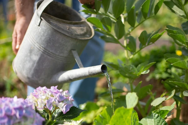 Person watering plants with a watering can Person watering plants with a watering can