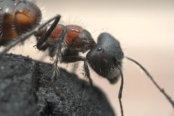 carpenter ant carpenter ant