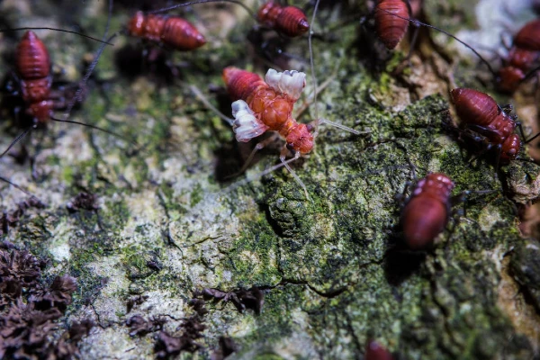 termites